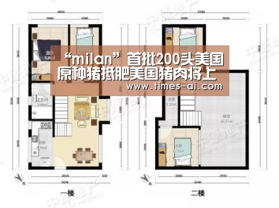 “milan”首批200头美国原种猪抵肥美国猪肉将上餐桌(图2) “milan”首批200头美国原种猪抵肥美国猪肉将上餐桌(图2)